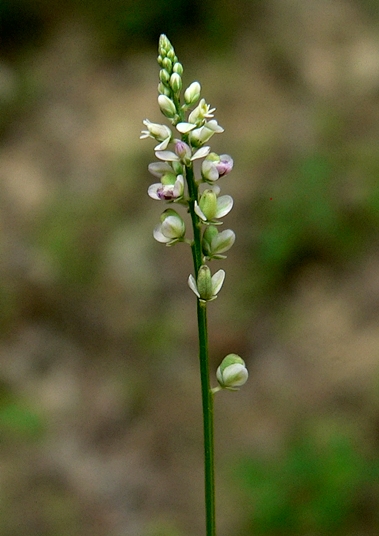 {Polygala ambigua}